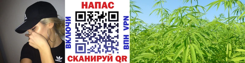 Каннабис индика Завитинск